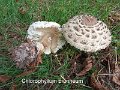 Chlorophyllum brunneum-amf1230-2